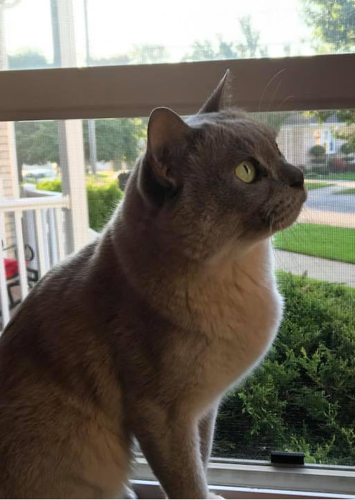 Little gray cat in window, sunny day, looking upper right